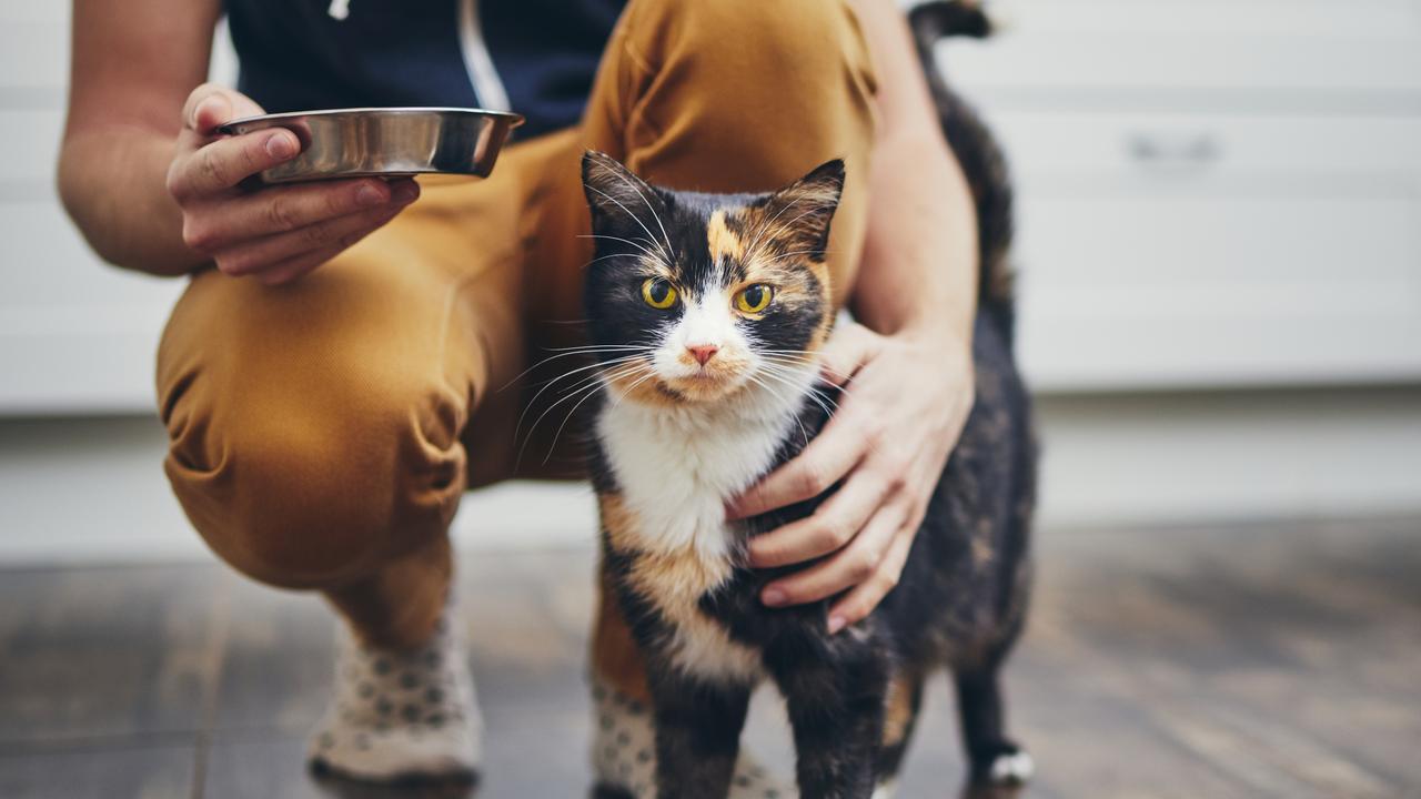 If your dog or cat is food motivated, it's a good idea to use treats to create positive association, Ms Shannon revealed.