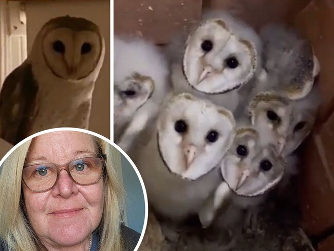 Video of baby barn owls artwork