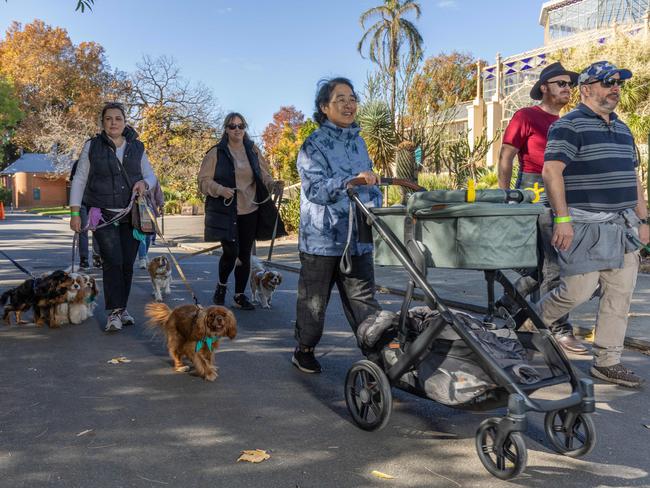 RSPCA SA's Million Paws Walk in Adelaide on May 25, 2025. Picture: Ben Clark
