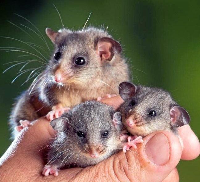 The mountain pygmy possum is one of the species identified at being at serious risk of extinction. Picture: Jay Town