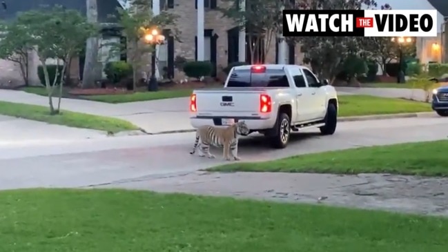 Tiger stalks suburb after zoo escape