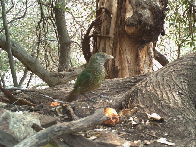 Different bird species have also been spotted inside the Curracabundi National Park.