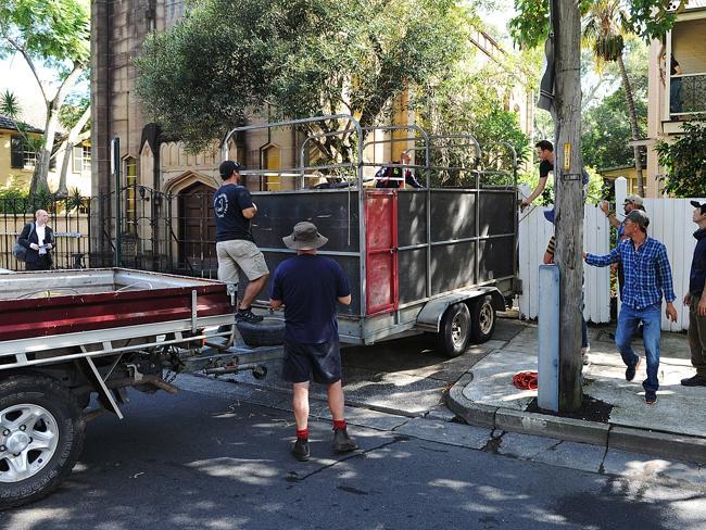 Finally the trailer arrives to take the mischievious beasts of burden away and there are plenty of people on hand to help. Picture: Daniel Aarons