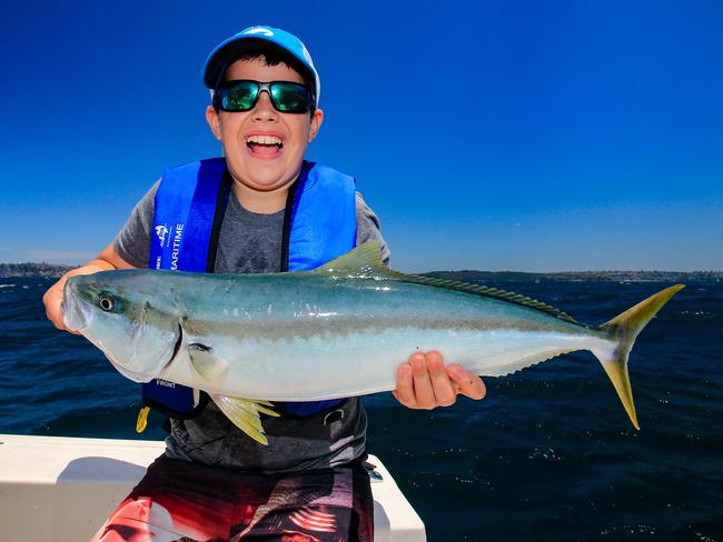 Yellowtail kingfish also don’t appear to have benefited from marine parks. Picture: Al McGlashan