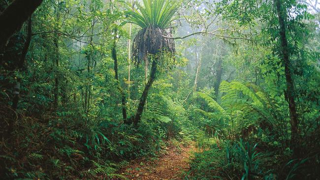 Deep in the Lamington National Park. Picture Queensland Tourism