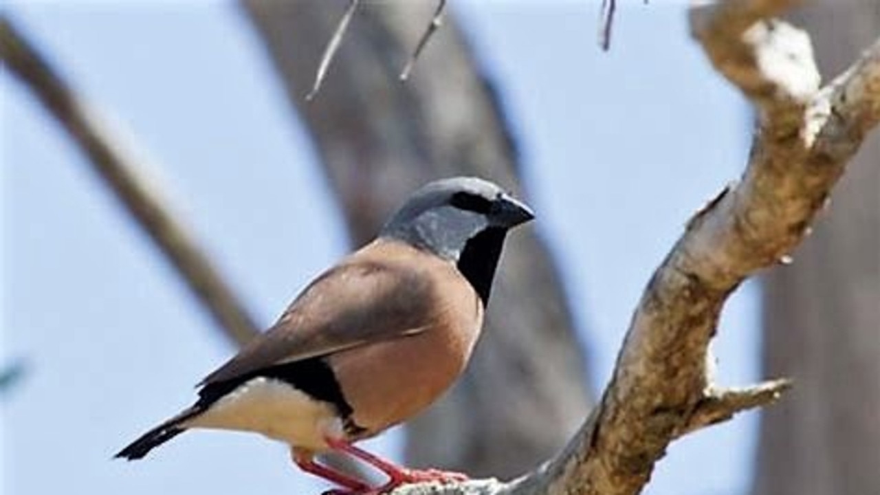 The Black Throated Finch is a serial offender when it comes to holding up major development projects