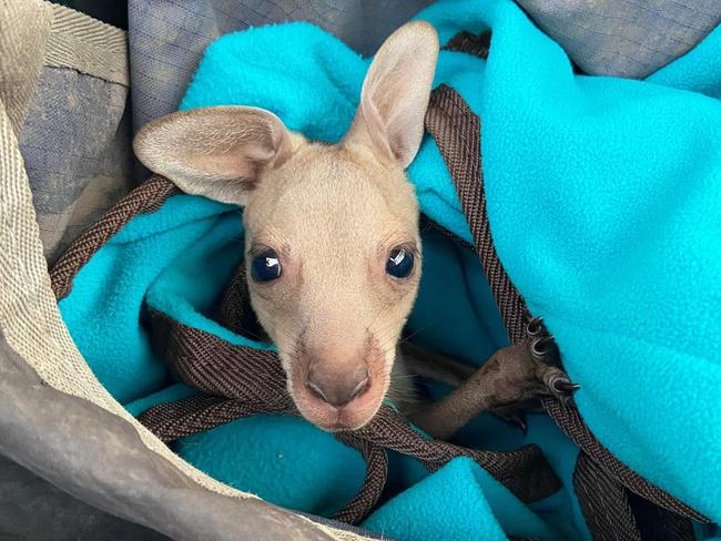 Joey saved from hungry eagles in freak incident