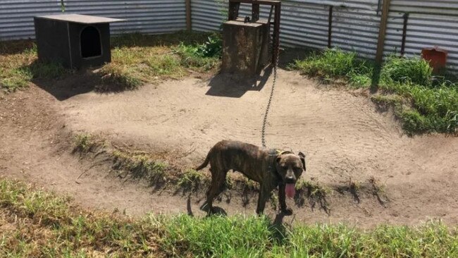 A Magistrate has jailed Trenear after he cruelly forced dogs to fight, deprived them of water and chained them up for weeks.