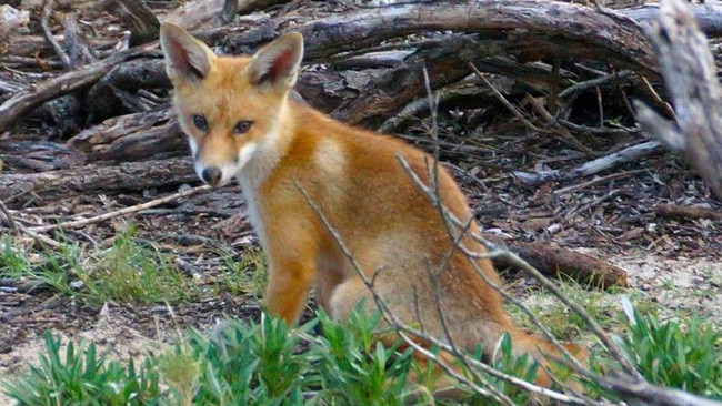 A fox at Lady Robinson Beach in Kyeemagh in 2013. Picture: Steve Painter