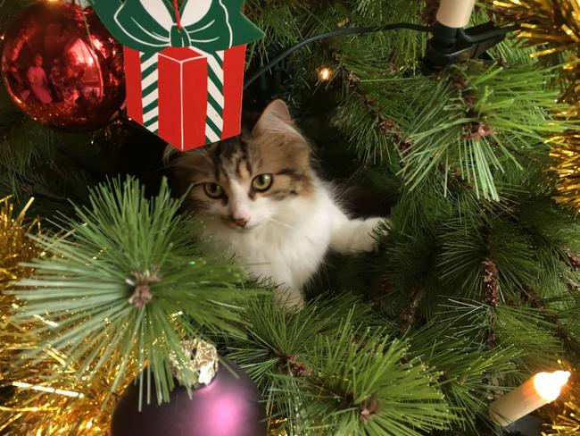 The happiest time of the year for a cat, just watch they don’t knock over the Christmas tree.