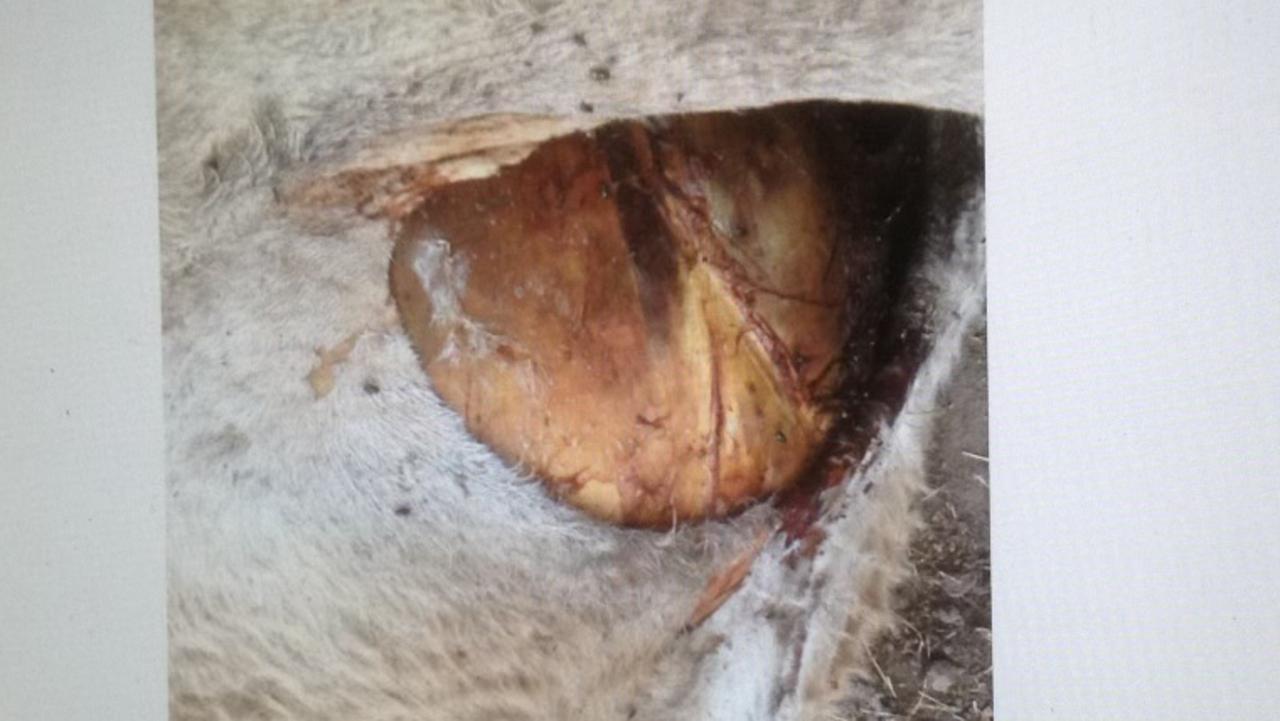 The udder, cheek and tongue had been cleanly removed with no traces of blood or marks showing any movement around the cow. Picture: Contributed