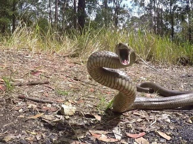 A woman has been rushed to hospital after being bitten by a venomous snake this morning. File Photo.