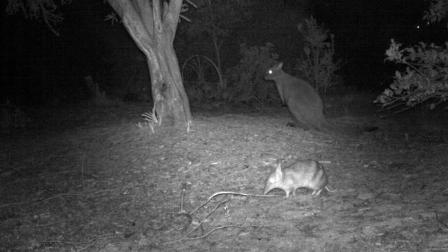 Bennett’s wallaby and eastern barred bandicoot.