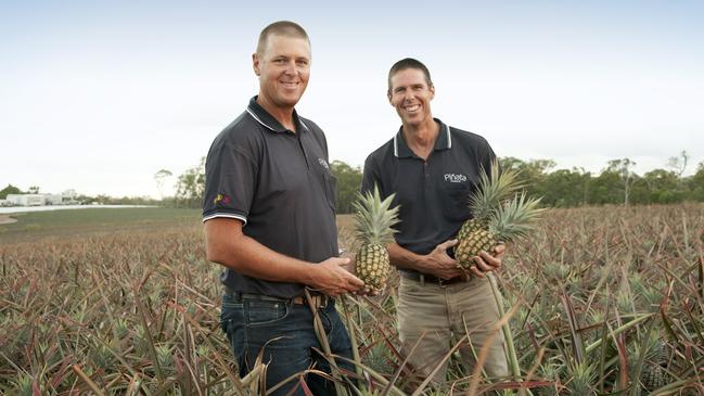 Fresh undertaking: Gavin (left) and Stephen Scurr from Pinata Farms in their pineapple crop at Wamuran on Queensland's Sunshine Coast.