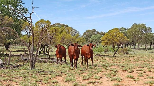 SOLD: Barcaldine property The Patrick sold two weeks before auction for $180 an acre. Pictures: Contributed