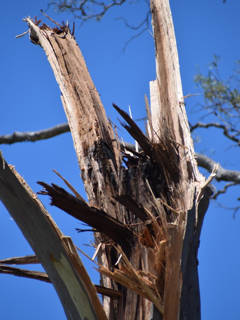 A massive, tall tree where it was ripped apart by crazy weather.