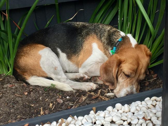 Baxter the beagle refused to budge from the corner of a yard out of fear on his first day in a new home after being released from an unnamed research institution in Queensland. He is now living a happy life of freedom. Picture: Supplied