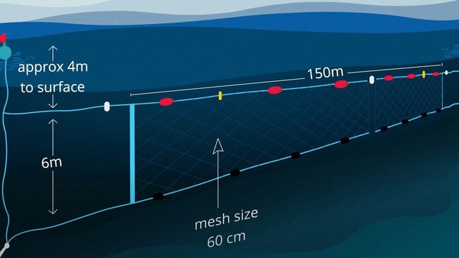 Shark nets do not completely close off an area from wildlife, with space still above the net and between sections. Picture: NSW Department of Primary Industries.