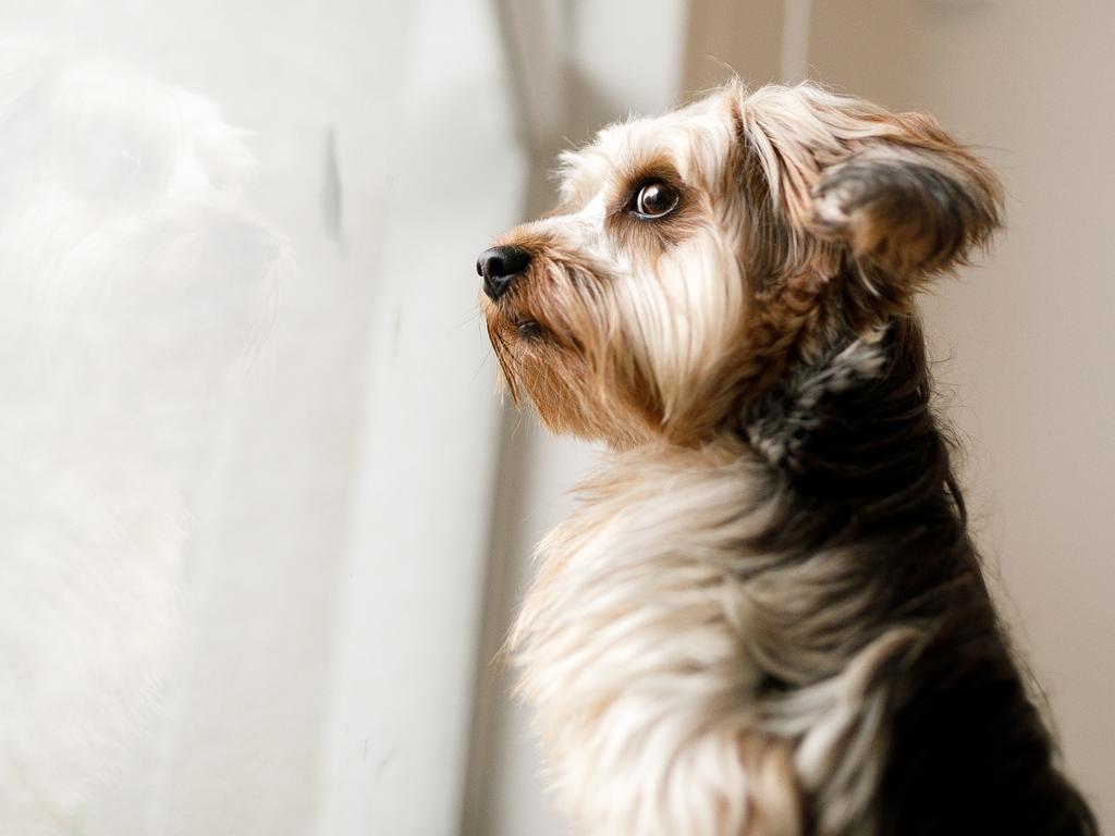 Pet anxiety can manifest in a number of ways. Picture: Getty