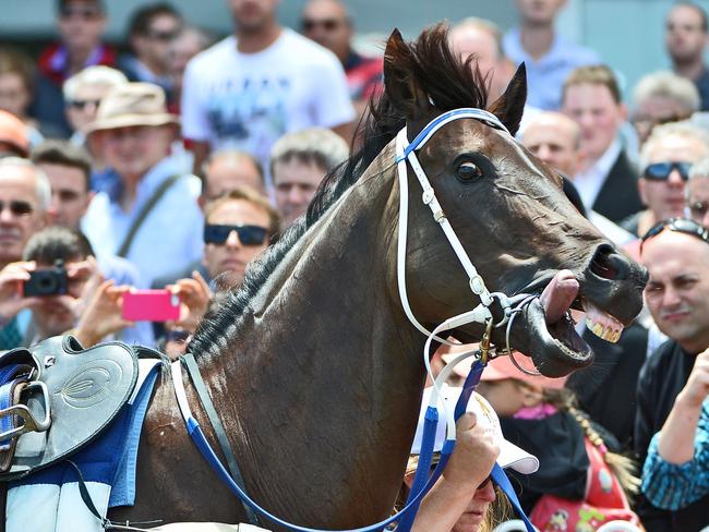 Black Caviar was in a league of her own. Picture: Vince Caligiuri