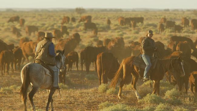 Hooves and Horns Outback Cattle Drive on the Oodnadatta Track 24 Sep 2004.  stockmen drover