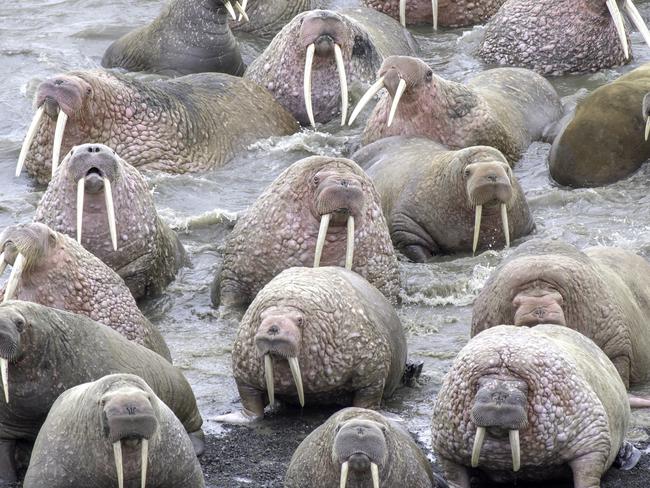 A herd of thousands of walruses crowded together on an Alaskian beach. Melting sea ice forced the animals ashore. Walruses are sociable animals and known to assemble in herds of several hundred, but a gathering of thousands is rare. Picture: Rick Beldegreen/Solent News