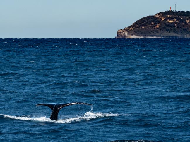 Humpbacks in Moreton Bay. Picture: Peter Turnbull