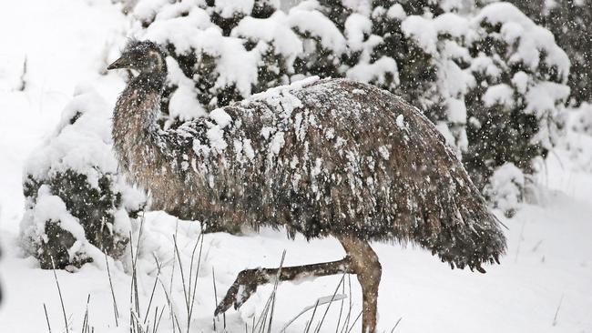 Chook Chook the emu enjoys the snow at Kaoota. Picture: Zak Simmonds