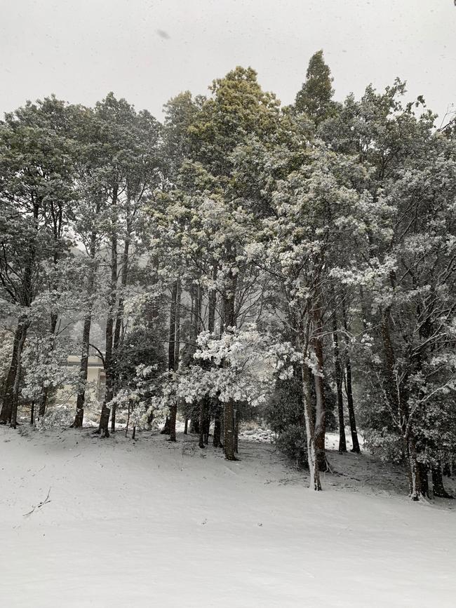 Snow falling thick and fast in Fern Tree, in Hobart, Tasmania on August 4, 2020. Picture: Iain Kelly