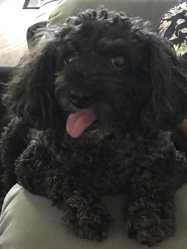 Chilli the toy poodle, sent in by Allen Austin, Gilles Plains.