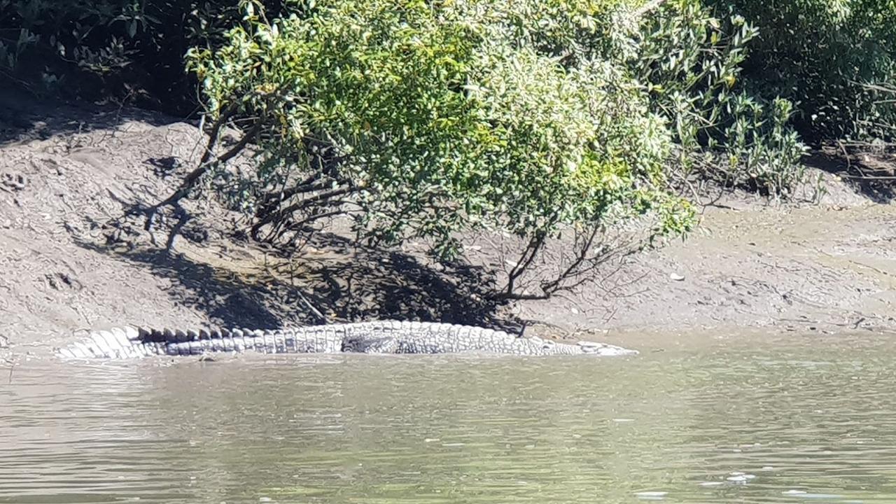 Proserpine River has the highest volume of crocodiles in the area, making it the go-to place for spotting crocodiles in the wild, but definitely not a recommended swimming spot. File photo