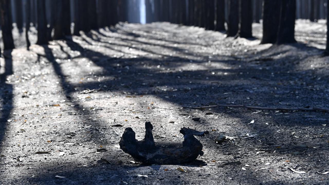 A dead Koala is seen after bushfires swept through on Kangaroo Island in South Australian in 2020. Picture: AAP Image/David Mariuz