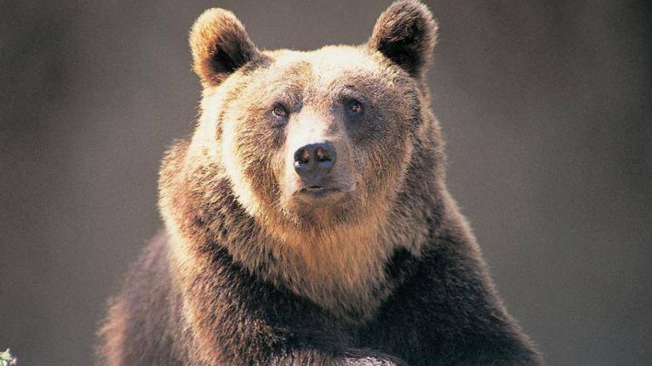 A brown bear is seen at the Abruzzo National Park in Italy in this file photo. Credit: Getty