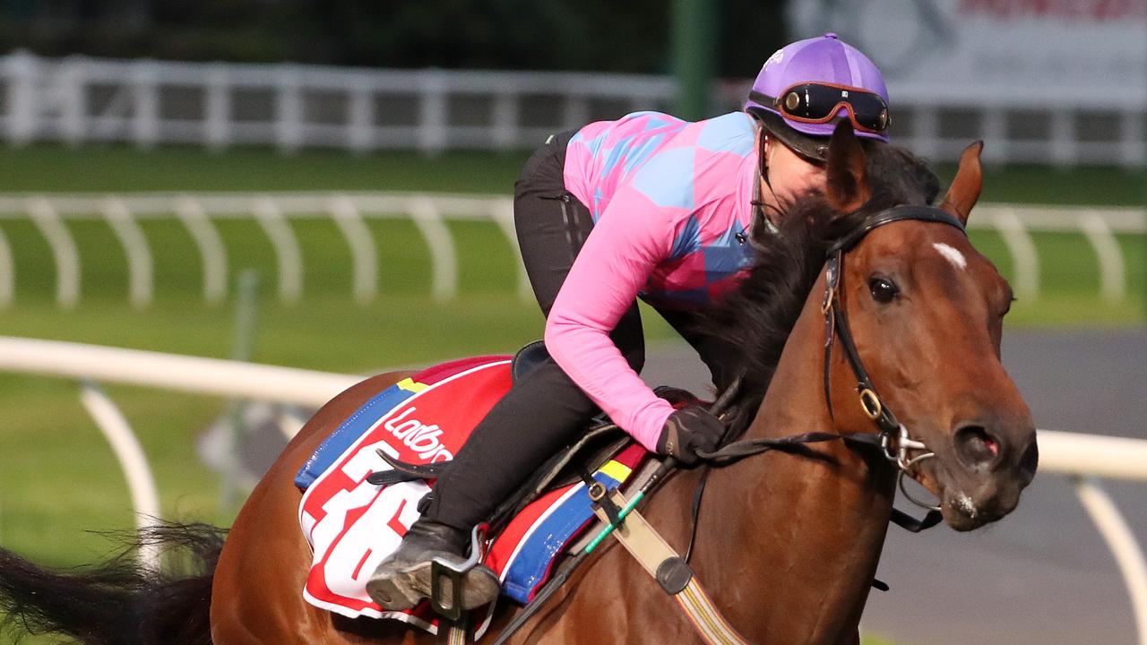Hawkesbury Races Looks Like Elvis Big Threat In Ladies Day Cup Herald Sun
