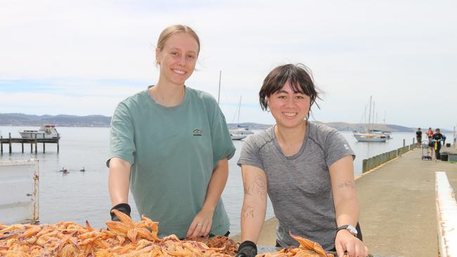 Olivia Cornes and Mei Davey sort and count invasive sea stars on January 19 2025.