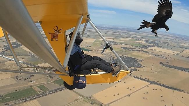 Attack a wedge-tailed eagle Boort caught on camera | The Weekly Times