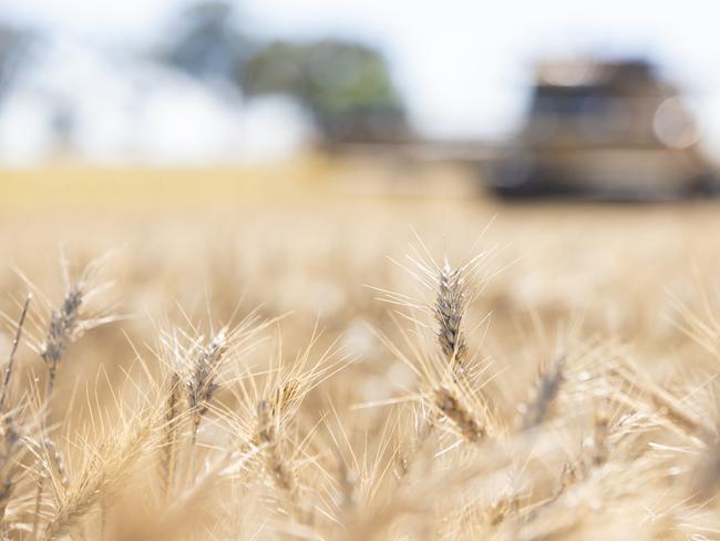 NEWS: Wheat Harvest Craig Stone NeilboroughPICTURED: Generic farm. Wheat Harvest. Grain. Harvesting. Crop. Stock Photo.Picture: Zoe Phillips