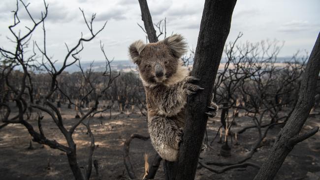 A koala in burned vegetation on the Playford Hwy in Kingscote after the Kangaroo Island bushfires. Picture: Brad Fleet