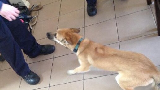 Lexi the husky-cross was surrendered to the RSPCA after being struck by her owner. Picture: RSPC