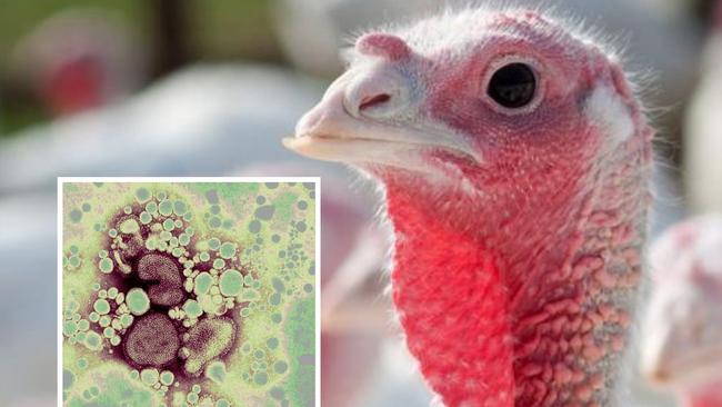 Poultry farm illegally transported birds during avian flu lockdown