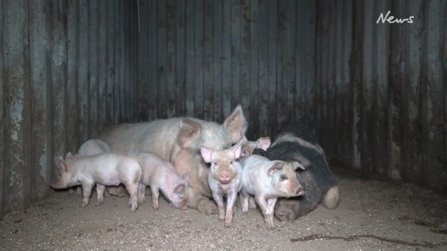 Inside Tasmanian meat factories