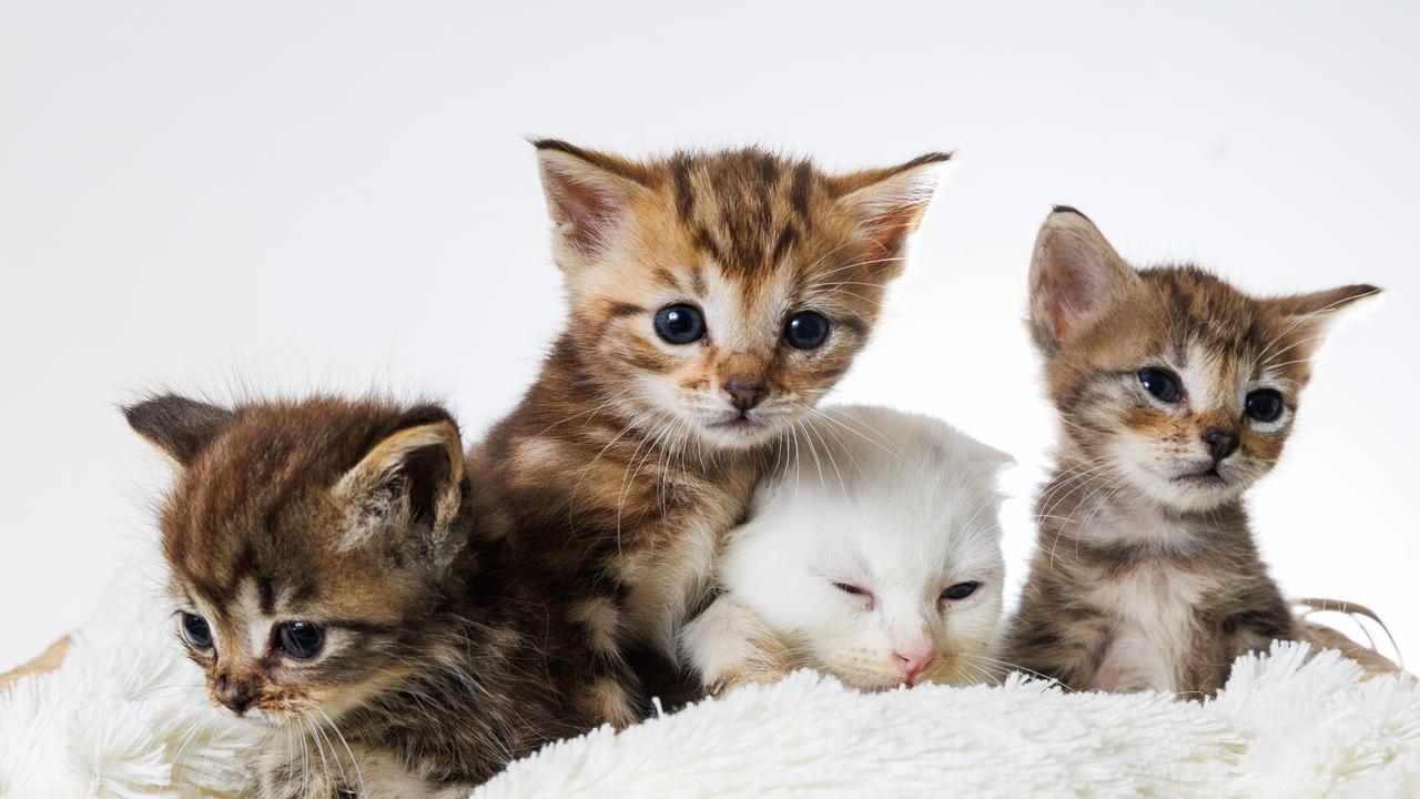 Four of the six kittens have been rescued, according to Paws For More. Picture: Aaron Francis / Herald Sun