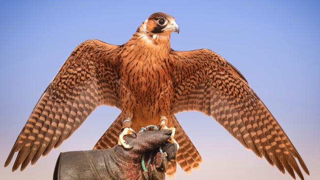 The peregrine falcon can reach speeds of up to 390km/h.