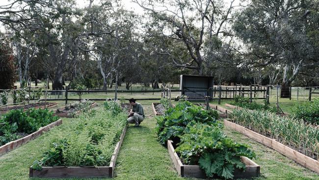 Moonah’s kitchen garden gets a workout in the kitchen. Picture: Marnie Hawson.