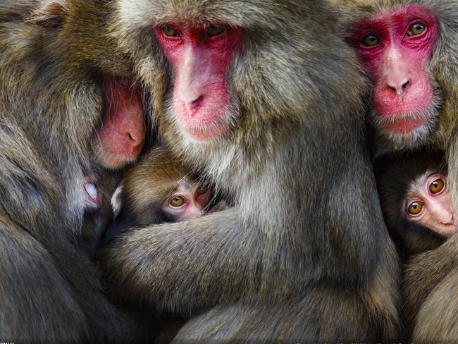 The Highly Tolerant Society by Hidetoshi Ogata. “On a cold winter day, I captured the moment when mother monkeys formed a huddle after social grooming in Awaji Island,” Ogata said. “Japanese monkeys are generally considered to be despotic and aggressive, but they are building a social relationships with mutual benefits.” Picture: Hidetoshi Ogata/National Geographic Travel Photographer of the Year Contest