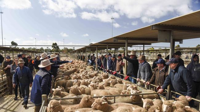 Welcome change: At Bendigo, new season lambs sold to a top of $190 for a pen estimated to have a carcass weight of 30kg cwt. Picture: Dannika Bonser