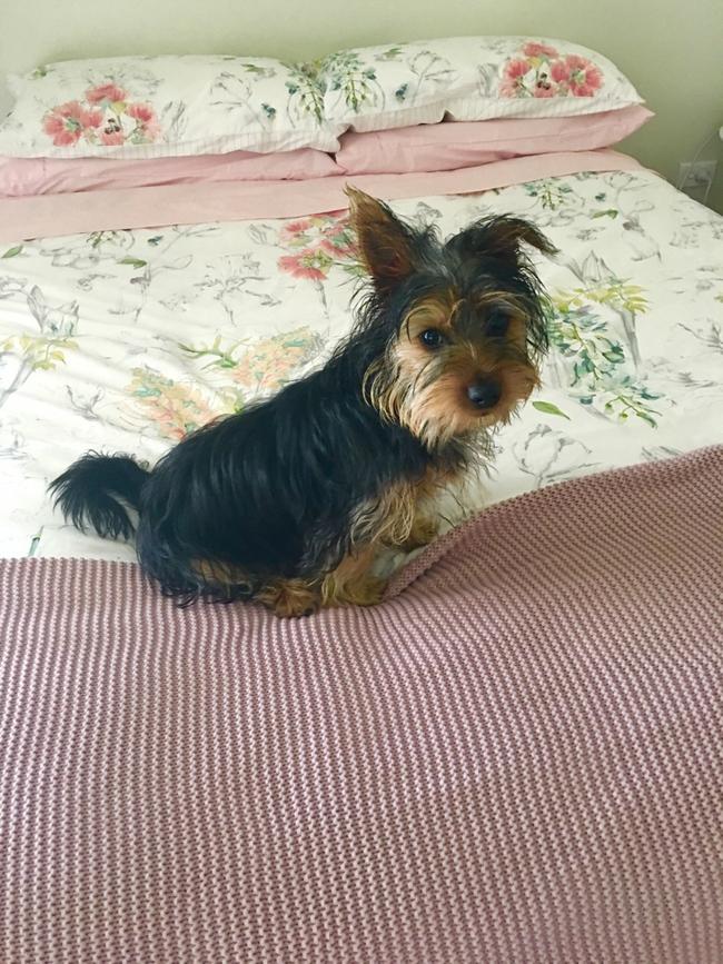 Toto the Australian Silky Terrior from Broadford. Picture: Greg Stute