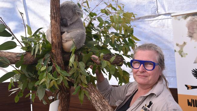 All the action from the 150th Ipswich Show on the 21st of May 2023, featuring Jane James with koala Jacko. Photographed by Georgie Walker.