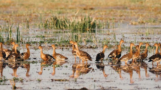 \The Waterfowl Hunting Season is a highlight of life in the Territory for Bart Irwin. Picture: SUPPLIED