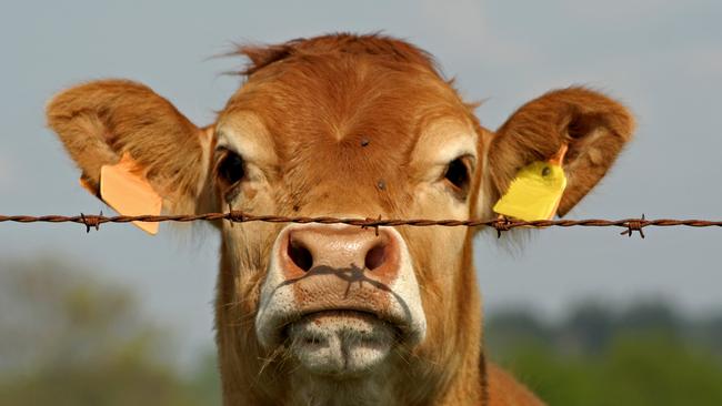 brown cow looking curious through fence